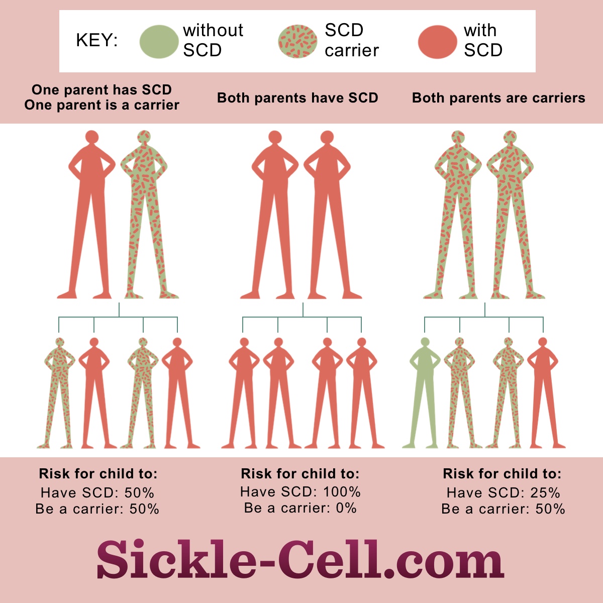 Inheritance patterns of sickle cell disease.