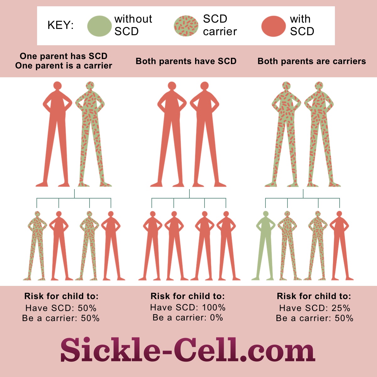 sickle cell anemia inheritance